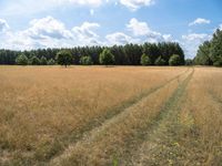 a field of brown grass with the blue sky in the background and trees in the distance