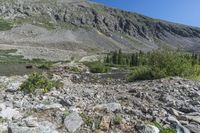 rocky terrain with trees and a large mountain in the background with some yellow flowers on it