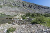 rocky terrain with trees and a large mountain in the background with some yellow flowers on it