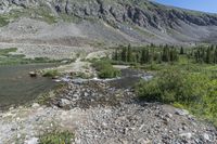 rocky terrain with trees and a large mountain in the background with some yellow flowers on it