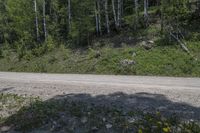 a road with an unpaved dirt and forest on the hill side with green grass and yellow flowers