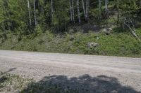 a road with an unpaved dirt and forest on the hill side with green grass and yellow flowers