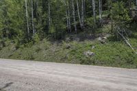 a road with an unpaved dirt and forest on the hill side with green grass and yellow flowers