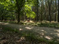 a dirt road that is next to some trees with a green grass area on the side