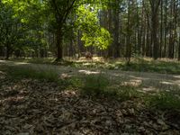 a dirt road that is next to some trees with a green grass area on the side