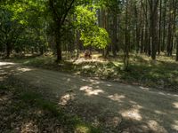 a dirt road that is next to some trees with a green grass area on the side