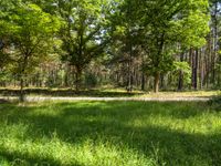 the forest has tall green trees and lots of grass in it - stock photo, image, digital