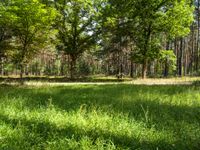 the forest has tall green trees and lots of grass in it - stock photo, image, digital