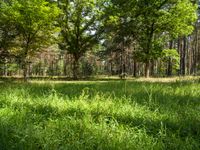 the forest has tall green trees and lots of grass in it - stock photo, image, digital