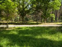 the forest has tall green trees and lots of grass in it - stock photo, image, digital