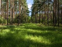 Off-Road Landscape in Berlin and Brandenburg