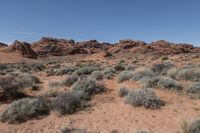 a desert area in an open area surrounded by rocks and bushes with sparse shrubs in the foreground