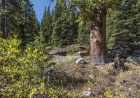 Off-Road Profile: Rugged Mountain Terrain