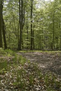 Off-Road Rally through the German Forest