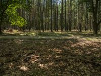 a leaf strewn wooded area with trees and grass, looking at the sun coming through the leaves