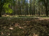 a leaf strewn wooded area with trees and grass, looking at the sun coming through the leaves