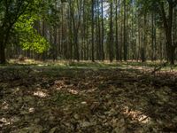 a leaf strewn wooded area with trees and grass, looking at the sun coming through the leaves