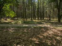 a leaf strewn wooded area with trees and grass, looking at the sun coming through the leaves