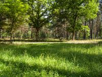 Off-Road Track in Berlin's Forest