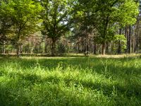 Off-Road Track in Berlin's Forest