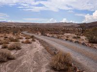 dirt road in desert, with trees, mountains and a blue sky in the background