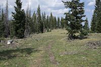 the view from a distance looking into a forested area, with a single white bear