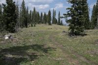 the view from a distance looking into a forested area, with a single white bear