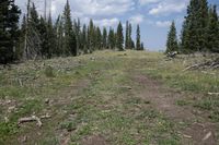 a trail running through a field filled with lots of trees under a blue sky with clouds