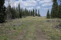 a trail running through a field filled with lots of trees under a blue sky with clouds