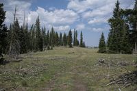 a trail running through a field filled with lots of trees under a blue sky with clouds