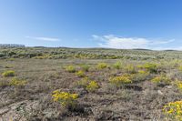 an area with dirt, rocks and yellow flowers and an area with brown grass and small bushes