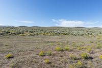 an area with dirt, rocks and yellow flowers and an area with brown grass and small bushes