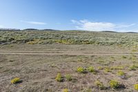 an area with dirt, rocks and yellow flowers and an area with brown grass and small bushes