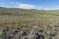 an area with dirt, rocks and yellow flowers and an area with brown grass and small bushes