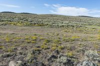 an area with dirt, rocks and yellow flowers and an area with brown grass and small bushes