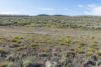 an area with dirt, rocks and yellow flowers and an area with brown grass and small bushes