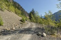 Off-Road Track in Highland Forest, British Columbia 001