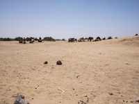 Off-road track in the Sahara Desert landscape