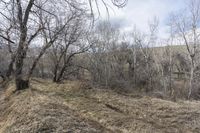 a hillside that has trees and shrubs all around it with a light blue sky behind