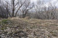 a hillside that has trees and shrubs all around it with a light blue sky behind