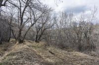 a hillside that has trees and shrubs all around it with a light blue sky behind