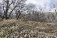 a hillside that has trees and shrubs all around it with a light blue sky behind