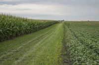 Off-Road Tracks in Iowa Landscape