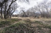 a barren area with bare trees in the middle of it, surrounded by grass and dirt