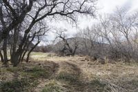 a barren area with bare trees in the middle of it, surrounded by grass and dirt