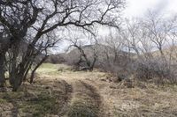 a barren area with bare trees in the middle of it, surrounded by grass and dirt