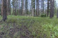 a pine forest with sparse grass on the ground and tall trees behind it and an opening in the distance