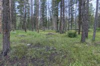 a pine forest with sparse grass on the ground and tall trees behind it and an opening in the distance