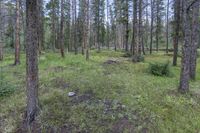 a pine forest with sparse grass on the ground and tall trees behind it and an opening in the distance