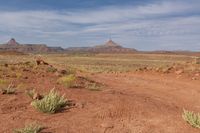 the dirt road is marked with red paint and dirt road signs have written across it